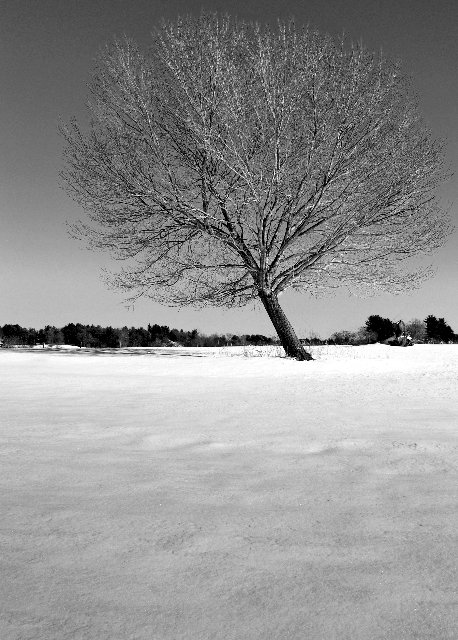 Lone Tree in Winter